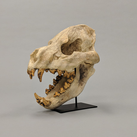 Fossil Hyena Skull + Stand