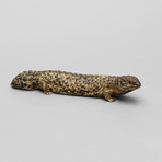 Shingleback Lizard // Life Cast