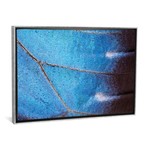 Blue Morpho Butterfly Wing, Costa Rica // Ingo Arndt (18"W x 26"H x 0.75"D)