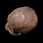Dayak Headhunter Human Trophee Skull ‘Ndaokus’ // 2