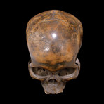 Dayak Headhunter Human Trophee Skull ‘Ndaokus’ // 1