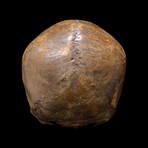 Dayak Headhunter Human Trophee Skull ‘Ndaokus’ // 1