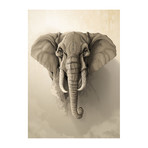Wild Animals Series // Elephant