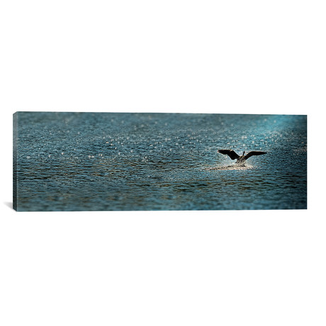 Bird Taking Off Over Water // Panoramic Images (12"W x 36"H x 0.75"D)