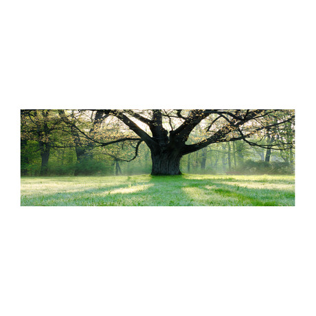 Oak Tree (36"W x 24"H x 1"D)