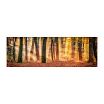 Autumn Trees At Sunset (60"W x 20"H x 1.5"D)