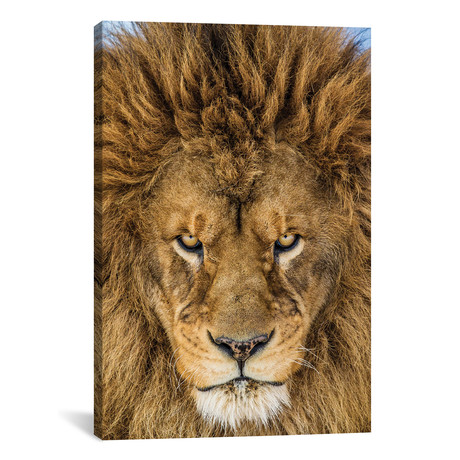 Serious Lion // Mike Centioli (18"W x 26"H x 0.75"D)