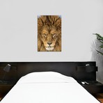 Serious Lion // Mike Centioli (26"W x 40"H x 1.5"D)