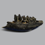 Rare Juvenile Woolly Rhino Jaw