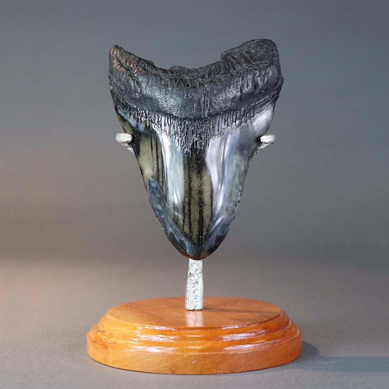 Polished Megalodon Tooth // 5.42