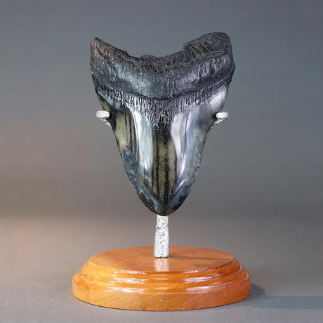 Polished Megalodon Tooth // 5.42"