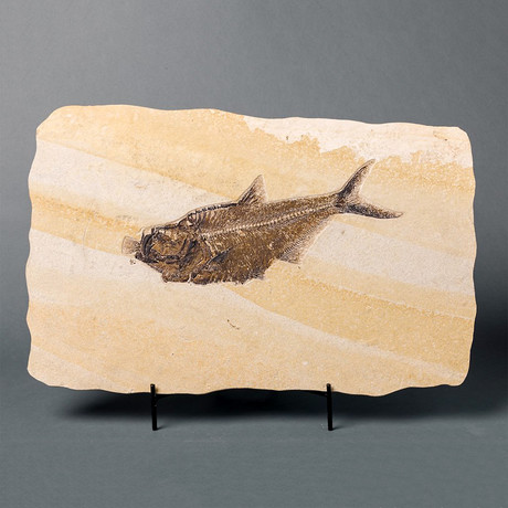Large Fossil Fish Swallowing Small Fish