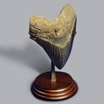 Superb Megalodon Tooth // 5"