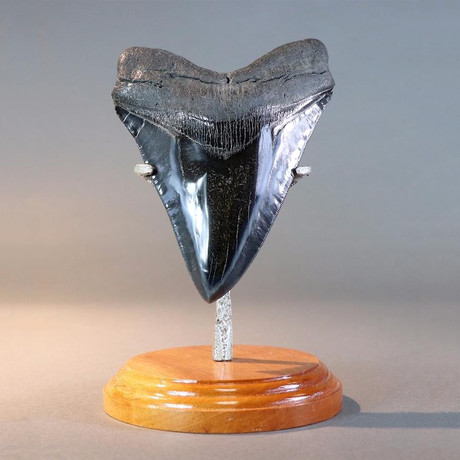 Enormous Polished Megalodon Tooth // 6.12"