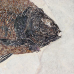 Spectacular Fossil Fish // 7.5"