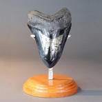 Stunning Megalodon Tooth With Pyrite // 5.8"