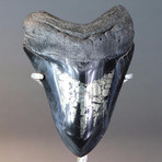 Stunning Megalodon Tooth With Pyrite // 5.8"