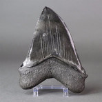 Dazzling Megalodon Tooth With Pyrite // 5.75"