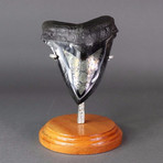 Dazzling Megalodon Tooth With Pyrite // 5.75"