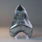 Stunning Megalodon Tooth With Pyrite // 5.8"