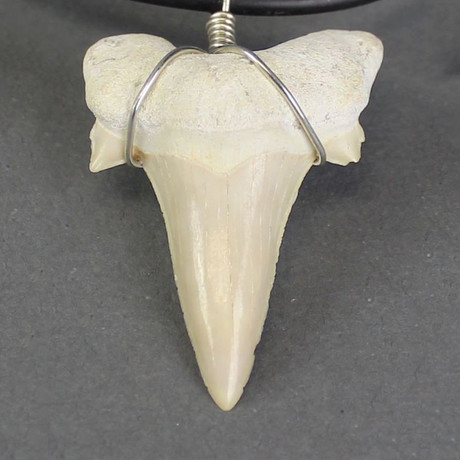 Fossil Shark Tooth Necklace // 60 Million Years Old
