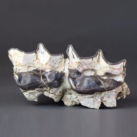 Gigantic Brontotherium Teeth // 7.5"