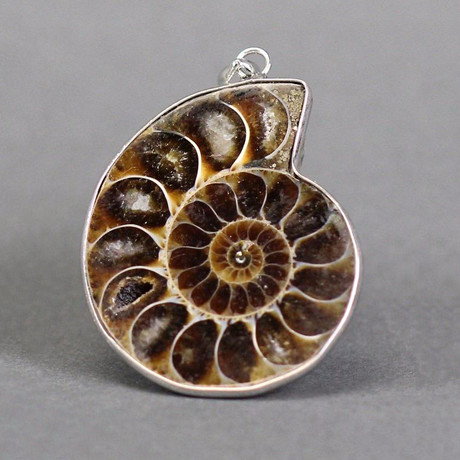 Sliced Fossil Ammonite Pendant