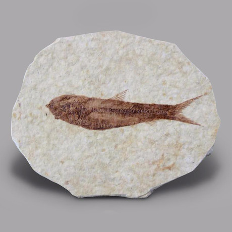 Fossil Fish from Wyoming // 2" - 2.5"