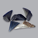 Megalodon Shark Teeth // Pack of 2