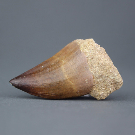 Mosasaur Tooth // 0.75" - 1"