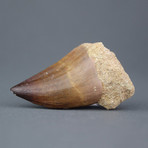 Mosasaur Tooth // 0.75" - 1"