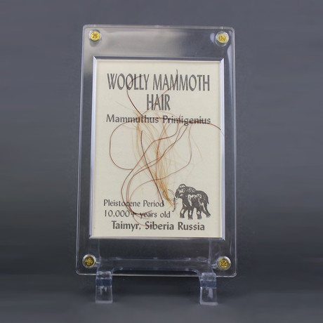 Woolly Mammoth Hair in Display Case