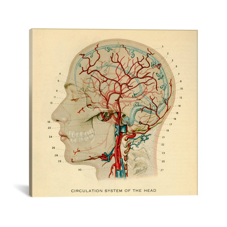 Brain_Head 032.1 // Print Collection (18"W x 18"H x 0.75"D)