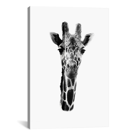 White Giraffe