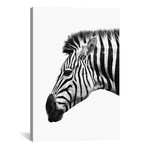 White Zebra