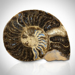 Giant Ammonite // Authentic Species + Stand