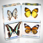 Authentic Butterflies // Set Of 4 Paperweights + Coasters