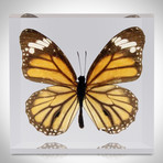 Authentic Butterflies // Set Of 4 Paperweights + Coasters