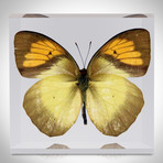 Authentic Butterflies // Set Of 4 Paperweights + Coasters