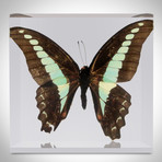 Authentic Butterflies // Set Of 4 Paperweights + Coasters