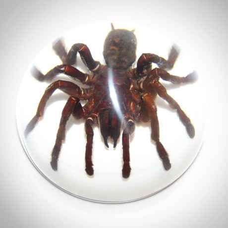 Tarantula // Resin Dome Display