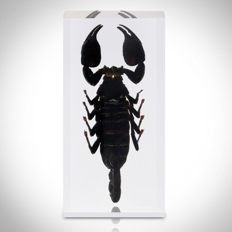 Large Black Scorpion // Resin Display