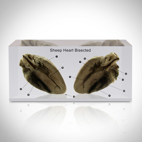 Sheep Bisected Heart // Resin Display