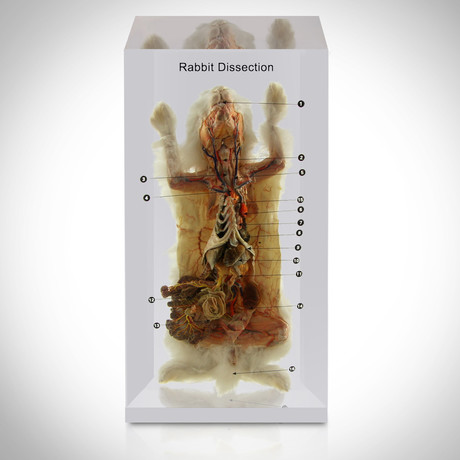 Rabbit Dissection // Resin Display