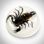 Black Scorpion // Resin Dome Display