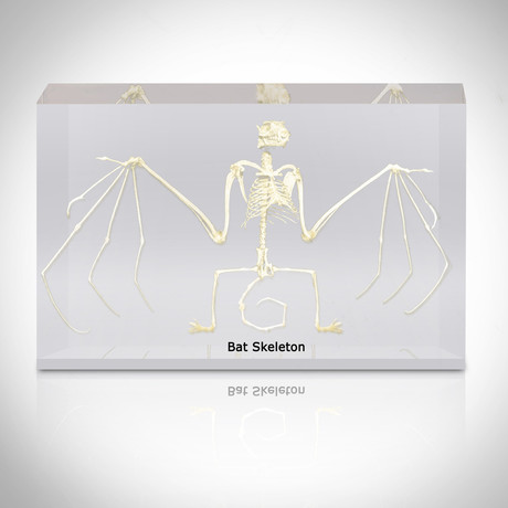 Bat Skeleton // Resin Display