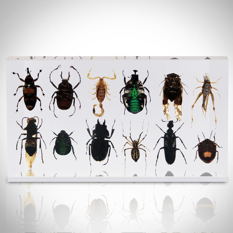 12 Insect Specimens // Resin Display