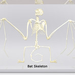 Bat Skeleton // Resin Display