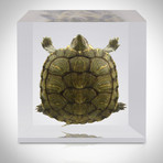 Turtle // Resin Display