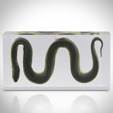 Water Snake // Resin Display